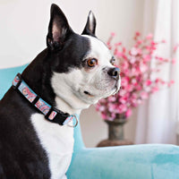 Persnickety Pets: Bella wears a sunburst dog collar, Photography by Kim Smith