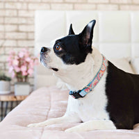 Persnickety Pets: Bella wearing a sunburst dog collar, Photography by Kin Smith