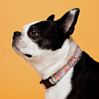 Persnickety Pets: Bella wears a sunburst dog collar, Photography by Kim Smith